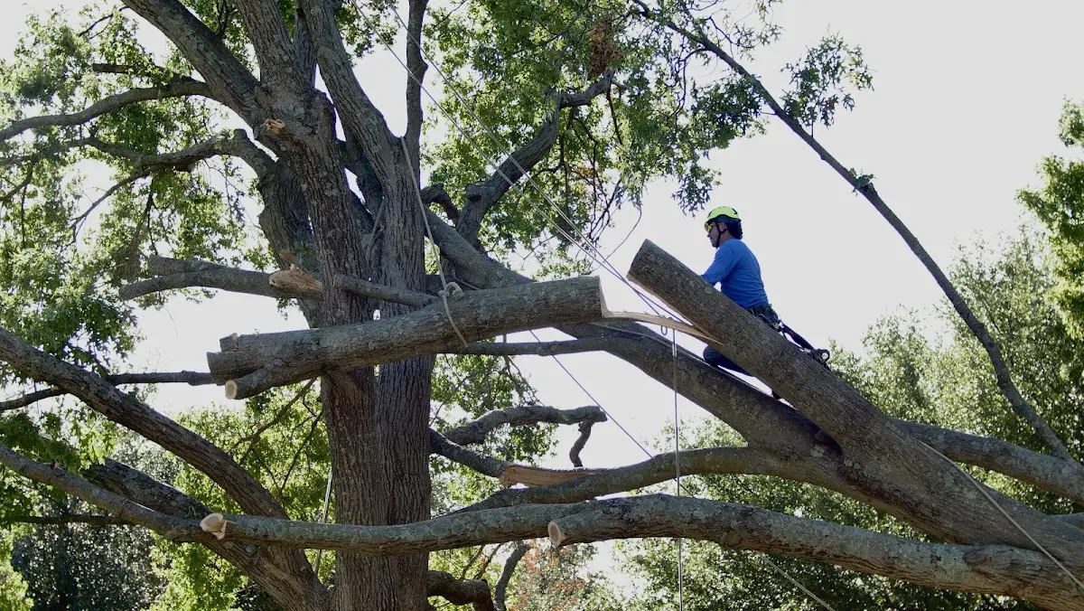 Professional Hazardous Tree Removal performed by certified arborists in Grimesland